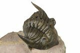Metacanthina Trilobite With Reedops - Lghaft, Morocco #368572-3